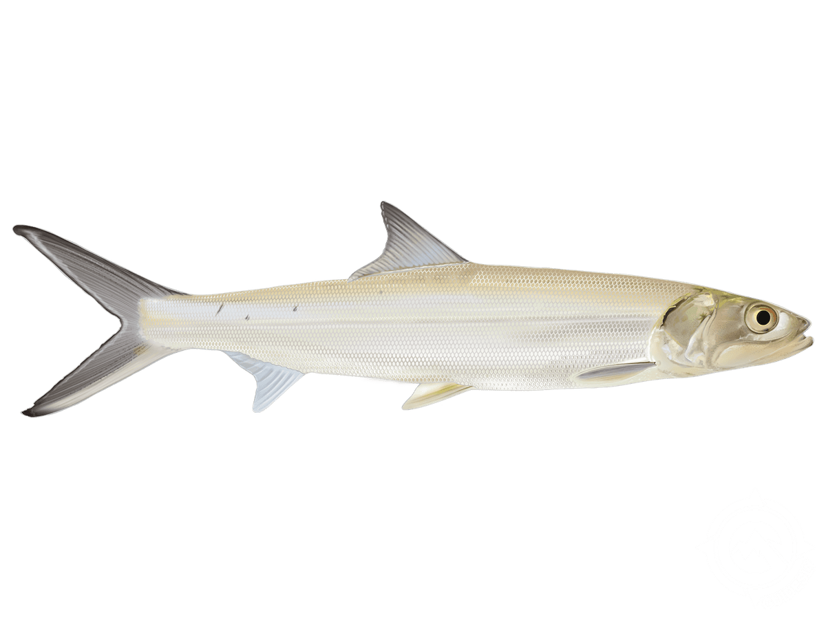 Ladyfish